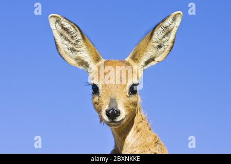 Steenbok, Africa Foto Stock
