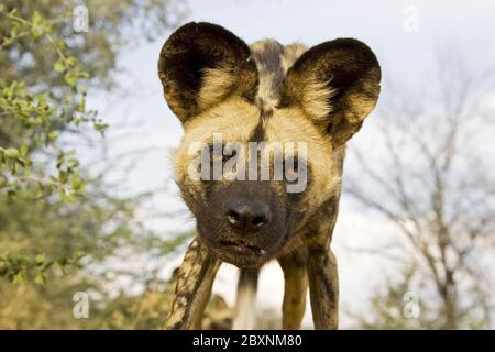 Wilddogs africani, (Lycaon pictus), il Parco Nazionale di Etosha, Namibia, Africa Foto Stock