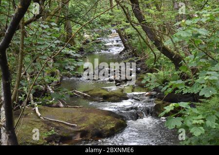 Scenario forestale con alberi in piena fioritura e un ruscello babbling che scorre su rocce. Foto Stock