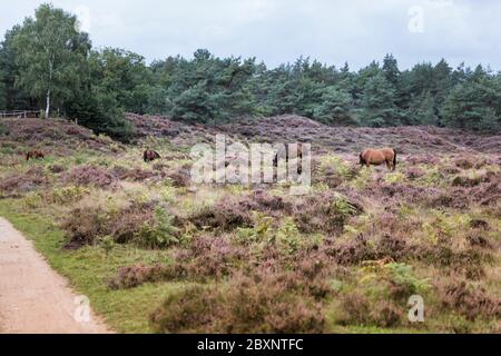 Vista sui cavalli selvatici dal punto di vista De Valenberg, nella riserva naturale Planken Wambuis a Veluwe Gelderland, Paesi Bassi Foto Stock