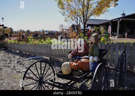 Milton, Ontario / Canada - 10/19/2008: Zucche pronte per la vendita in una fattoria con bambole decorazione Foto Stock