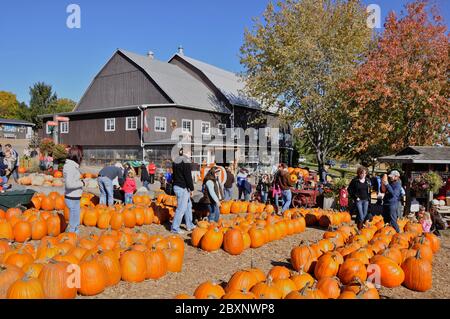 Milton, Ontario / Canada - 10/19/2008: Zucche pronte per la vendita in un mercato agricolo, Milton, Ontario, Canada. Foto Stock