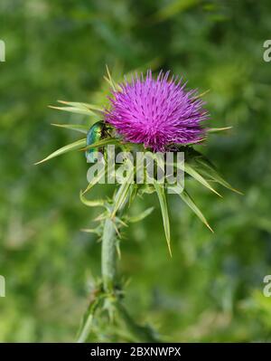 Thistle del latte - Silybum marianum, conosciuto anche come Maria o Thistle Santo, che cresce selvatico in Portogallo. Scarafetta europea di rose - alimentazione Cetonia Aurata. Foto Stock