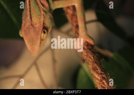 Camaleonte velato su pianta su fondo verde/Camaleonte Yemen/Camaleonte velato (Chamaeleo Calyptratus) Foto Stock