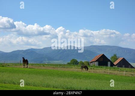 Paesaggio rurale con cavalli su pascolo in background tradizionali granai in legno e montagne. Paese della Slovacchia, regione Turiec. Foto Stock