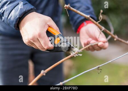 Primavera taglio alberi e uva, giardiniere potando un concetto di albero. Lavori di primavera nel giardino e nel vigneto. Foto Stock