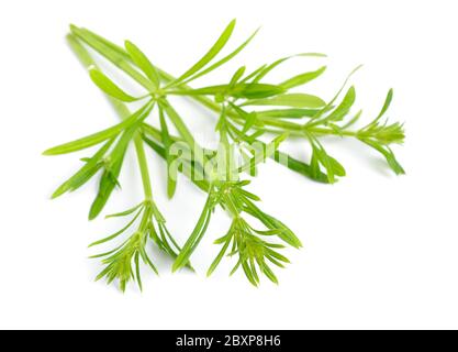 Galium aparine o Clivers, bedpan, oca-grass, alghe, alghe, torbido appiccicoso, fibudello. Isolato Foto Stock