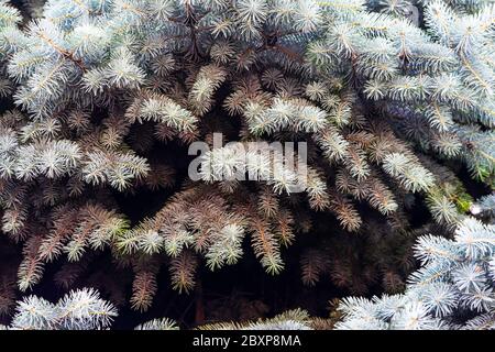 Pino d'argento, pino d'abete rosso, pino d'abete, chiocciole Foto Stock