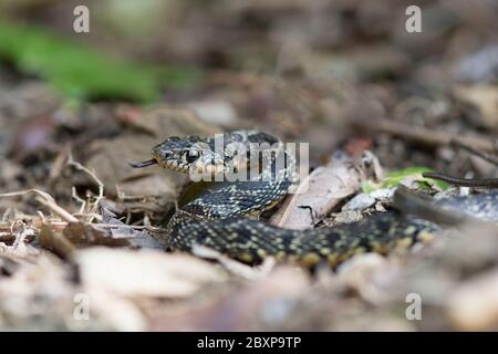 Un serpente a frusta a ferro di cavallo (Hemorrhis hippocrepis) che giace in un giardino, Andalucia, Spagna. Foto Stock