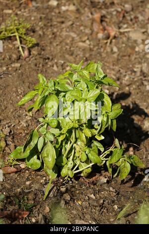 Erba basilico, pianta, Ocimum basilicum, grande basilico o erba di San Giuseppe che cresce in giardino. Foto Stock