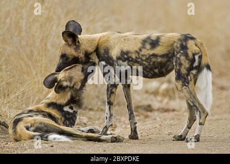 Wilddogs africani, (Lycaon pictus), il Parco Nazionale di Etosha, Namibia, Africa Foto Stock