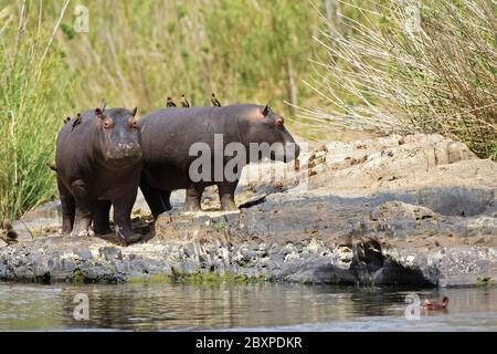 Ippopotamo (Hippopotamus anfibio), fiume Chobe, Parco Nazionale Chobe, Botsuana, Africa Foto Stock