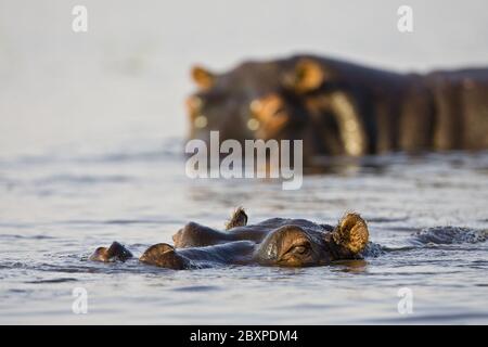 Ippopotamo (Hippopotamus anfibio), fiume Chobe, Parco Nazionale Chobe, Botsuana, Africa Foto Stock