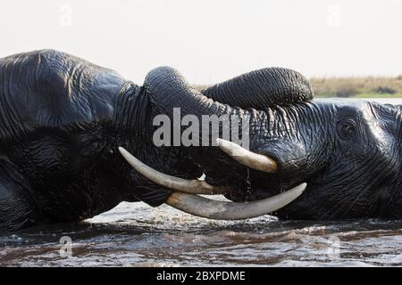 Rinoceronte elefante, Krueger National Park, Sud Africa Foto Stock