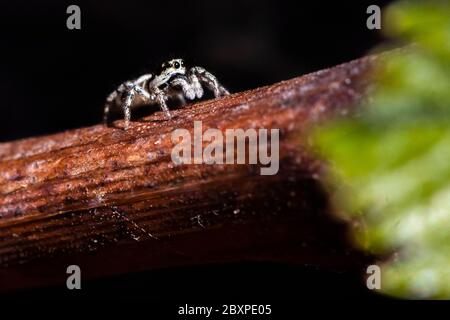 Un ragno Zebra su un vitigno Foto Stock