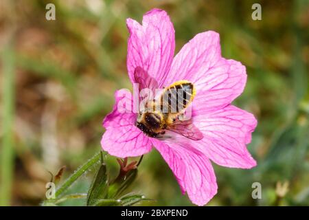 Il miele delle api (Apis mellifera) Foto Stock