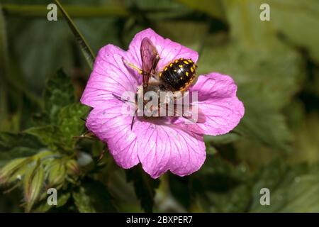 Bee per lana-carder (Anthidium manicatum) Foto Stock