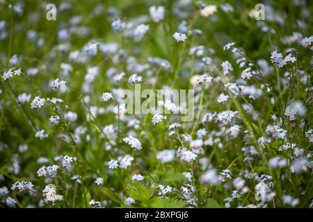 Forget-me-non fiori in un prato di fiori selvatici Foto Stock