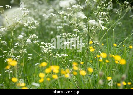 Prezzemolo di mucca e Buttercups da una corsia di paese Foto Stock