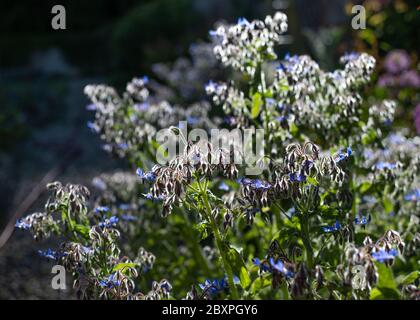 Borragine, Borago officinalis, alla luce del sole Foto Stock