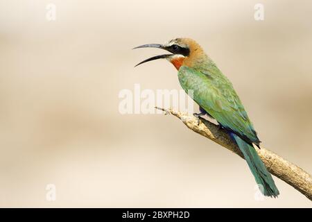 Bee-Eater fronte bianco, riserva naturale di Moremi, Delta dell'Okavango, Botswana, Africa Foto Stock