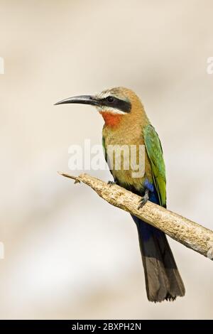 Bee-Eater fronte bianco, riserva naturale di Moremi, Delta dell'Okavango, Botswana, Africa Foto Stock