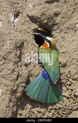 Bee-Eater fronte bianco, riserva naturale di Moremi, Delta dell'Okavango, Botswana, Africa Foto Stock