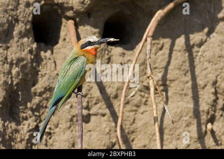 Bee-Eater fronte bianco, riserva naturale di Moremi, Delta dell'Okavango, Botswana, Africa Foto Stock