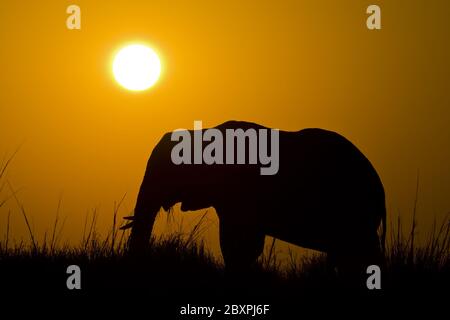 Elefanti africani, fiume Chobe, Parco Nazionale Chobe, Botswana, Africa Foto Stock