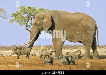 Elefante africano di bull con porci di verruca, Savuti, Chobe National Park, Botswana, Africa Foto Stock