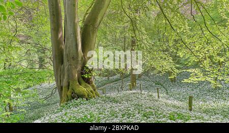 Antico bosco con la flora selvaggia del Ramsons terra in primavera Foto Stock