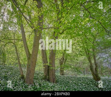 Rook Clift SSSI antico bosco con Ramsons in primavera Foto Stock