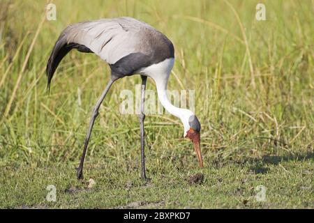 Wattled Crane, Moremi NP, Africa Foto Stock