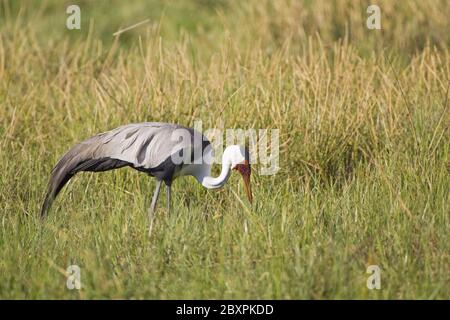 Wattled Crane, Moremi NP, Africa Foto Stock