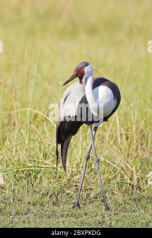 Wattled Crane, Moremi NP, Africa Foto Stock