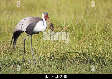 Wattled Crane, Moremi NP, Africa Foto Stock