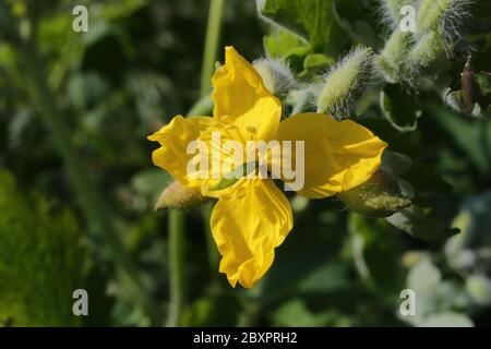 Maggiore Celandine, Chelidonium majus Foto Stock