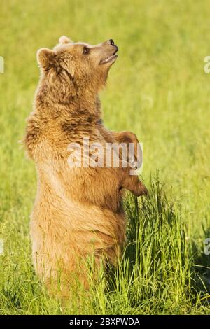 Orso bruno europeo, (prigioniero), Baviera, Germania Foto Stock