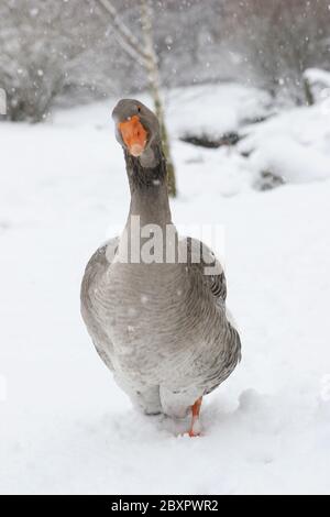 Europeo oca grigia, oca grigia (Anser anser), Germania Foto Stock