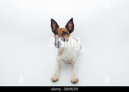 Cane liscio in volpe terrier su sfondo bianco. Studio di un simpatico cucciolo in sfondo isolato Foto Stock