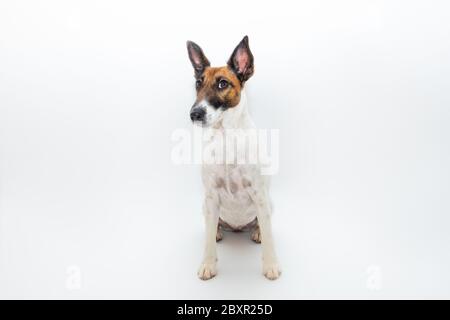 Cane liscio in volpe terrier su sfondo bianco. Studio di un simpatico cucciolo in sfondo isolato Foto Stock