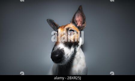 Ritratto in primo piano di un obiettivo grandangolare e volpe più terrier. Studio di un cane viso, naso lungo grande, moody shot Foto Stock