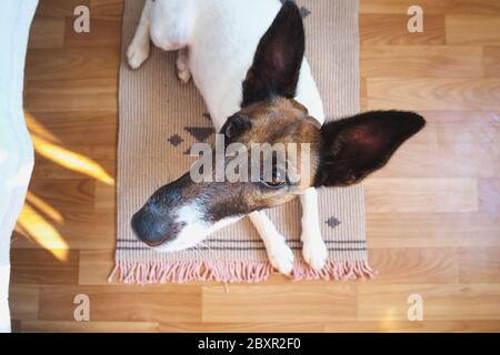 Ampio angolo di un cane giovane su un tappeto in camera. Primo piano ritratto di un divertente cucciolo di volpe terrier accanto a un letto Foto Stock