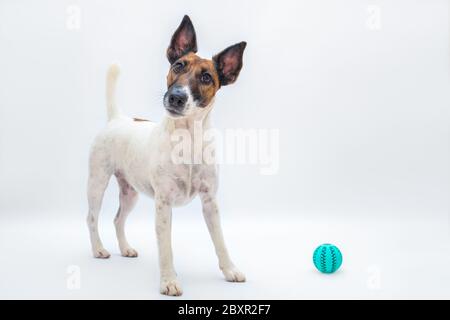 Divertente e liscia volpe con testa inclinata accanto a una palla giocattolo, sfondo studio. Giocare con animali domestici, concetto attivo di cane giocoso, isolato sfondo bianco Foto Stock