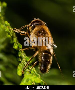 Drone fly (Eristalis tenax) su un fiore, Regno Unito Foto Stock