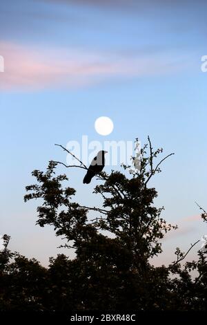 Crow in filiale con luna piena, Broadway, Worcestershire, Inghilterra, Regno Unito, Europa Foto Stock