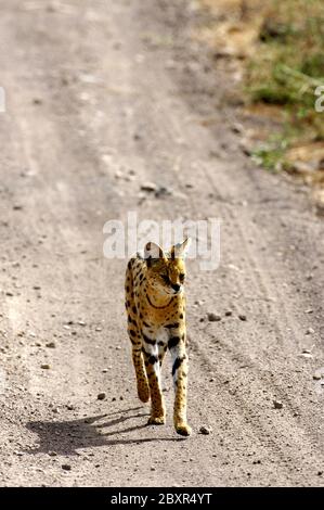 Un gatto servale africano Foto Stock