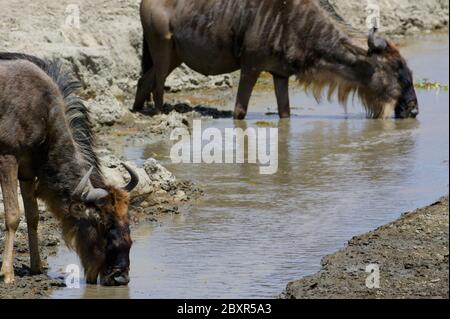 Migrazione africana di Wilderbeast Foto Stock