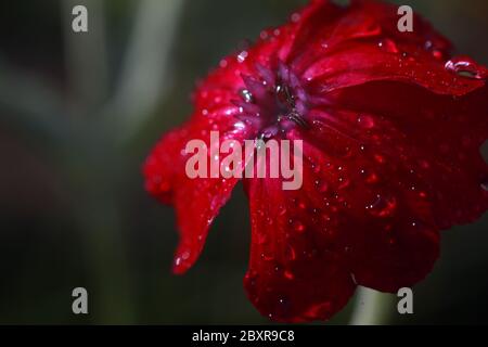 Primo piano di un bellissimo fiore rosso con gocce d'acqua sui suoi petali, macro fiore e sfondo sfocato. Foto Stock