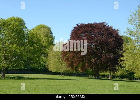 Rame Faggio albero, in primavera. Wollaton Park Foto Stock